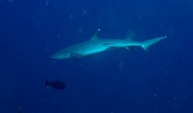 Komodo 2016 - Whitetip reef shark - Requin corail - Triaenodon obesus - IMG_6706_rc